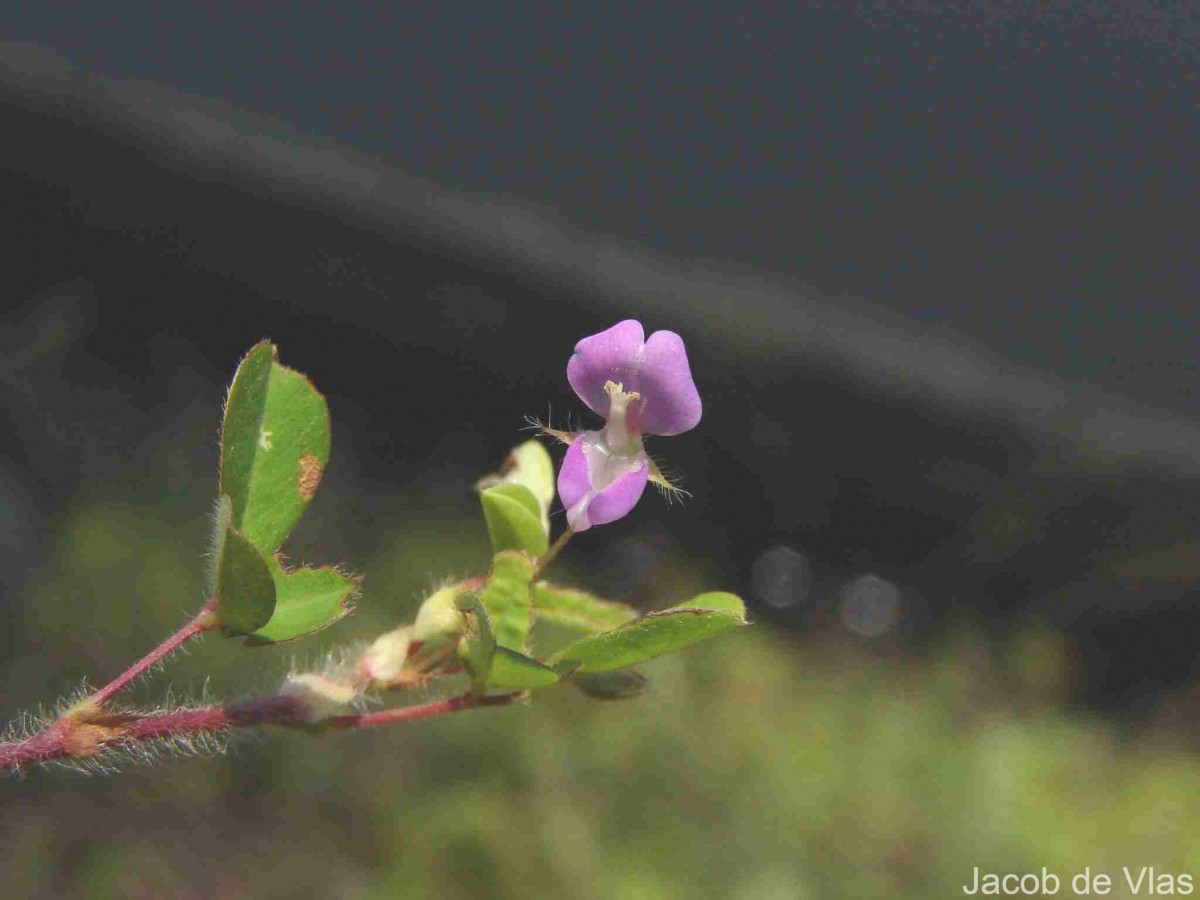 Grona heterophylla (Willd.) H.Ohashi & K.Ohashi